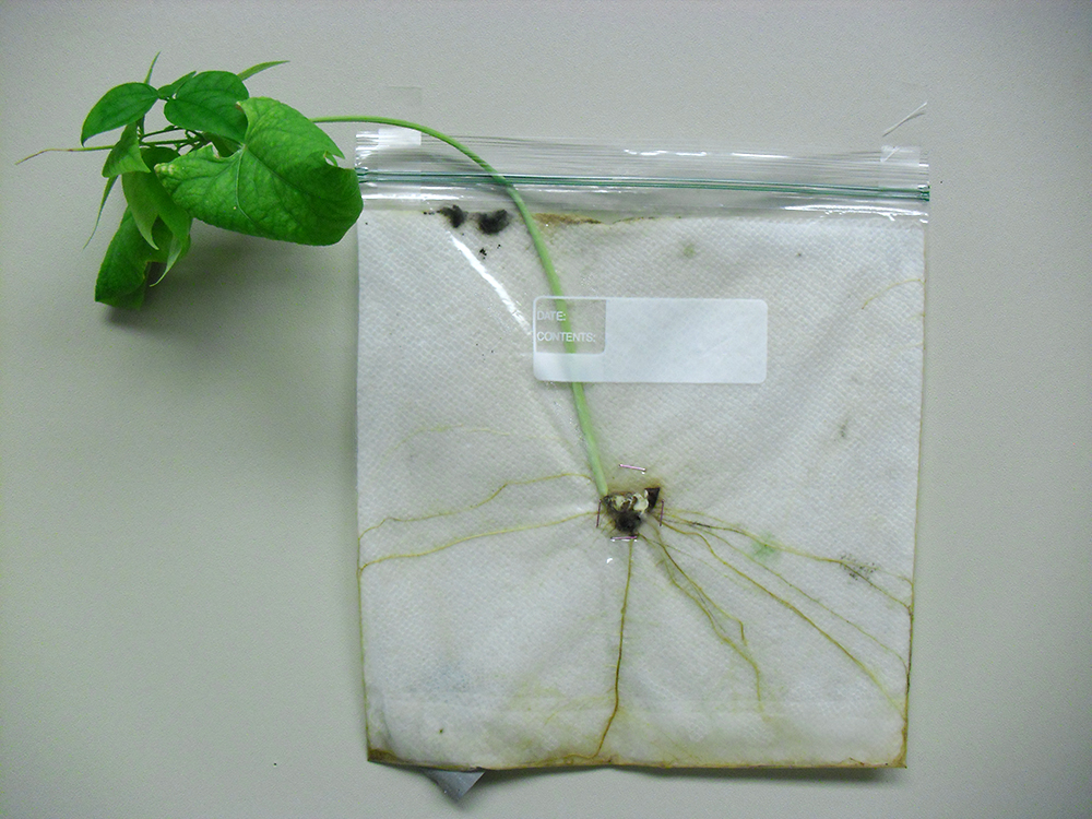 How to Plant Bean in a Bag