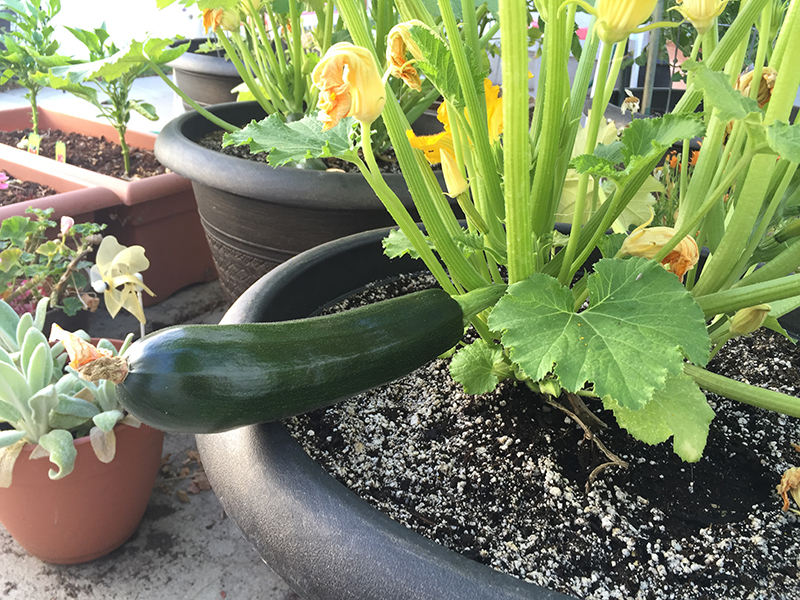 How to Plant Black Beauty Zucchini