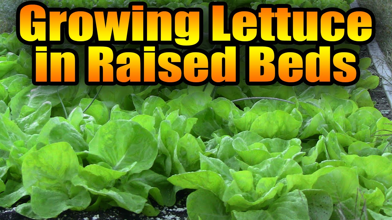 How to Plant Lettuce in a Raised Bed