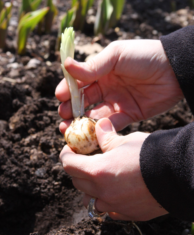 How to Plant Lily Bulbs That Have Sprouted