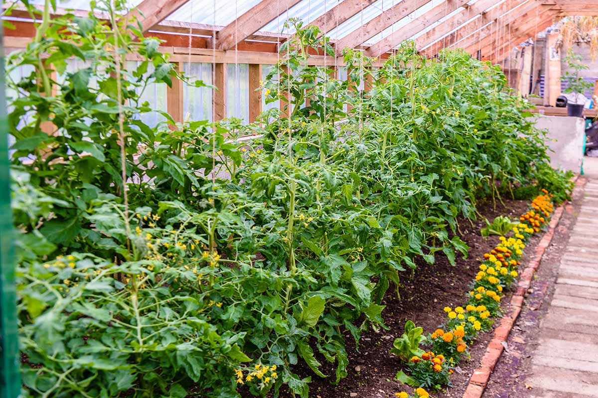 How to Plant Marigolds With Tomatoes