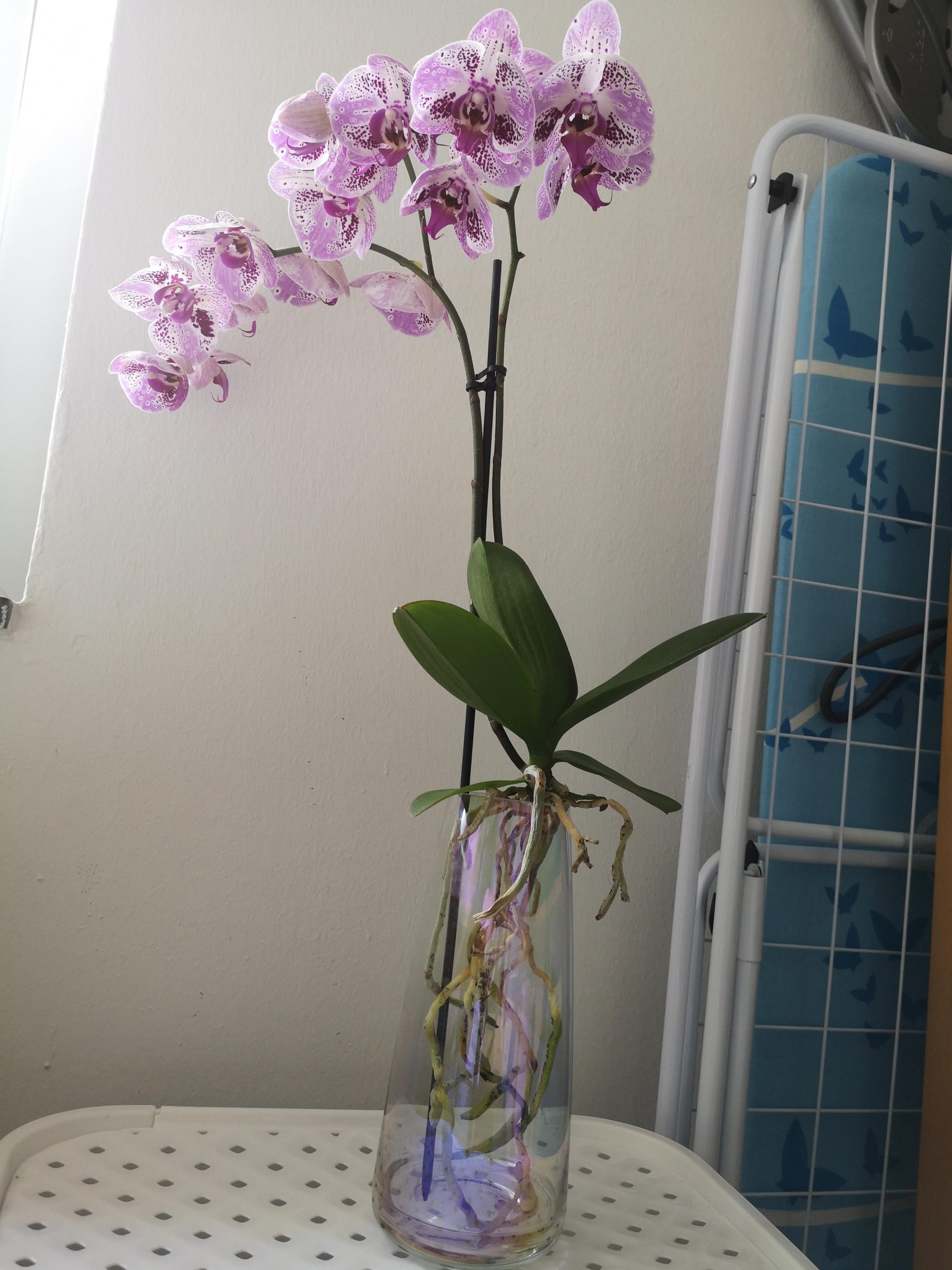 How to Plant Orchids Without Soil