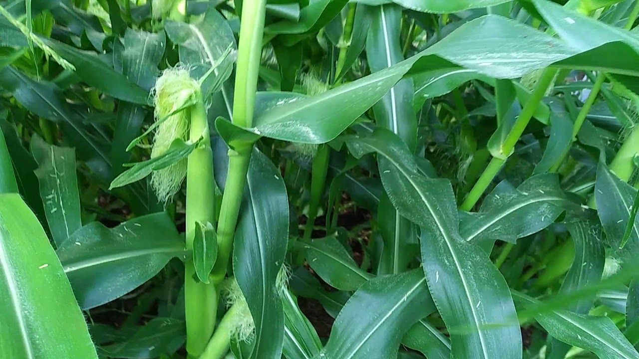 How to Plant Peaches And Cream Corn