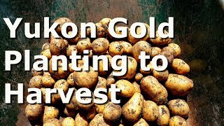 How to Plant Yukon Gold Potatoes