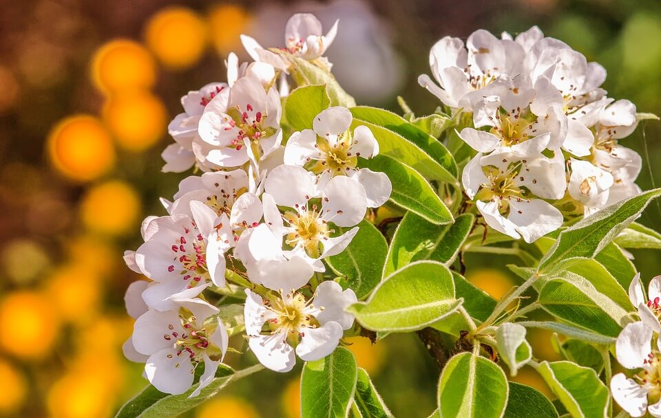 How to Pollinate a Pear Tree