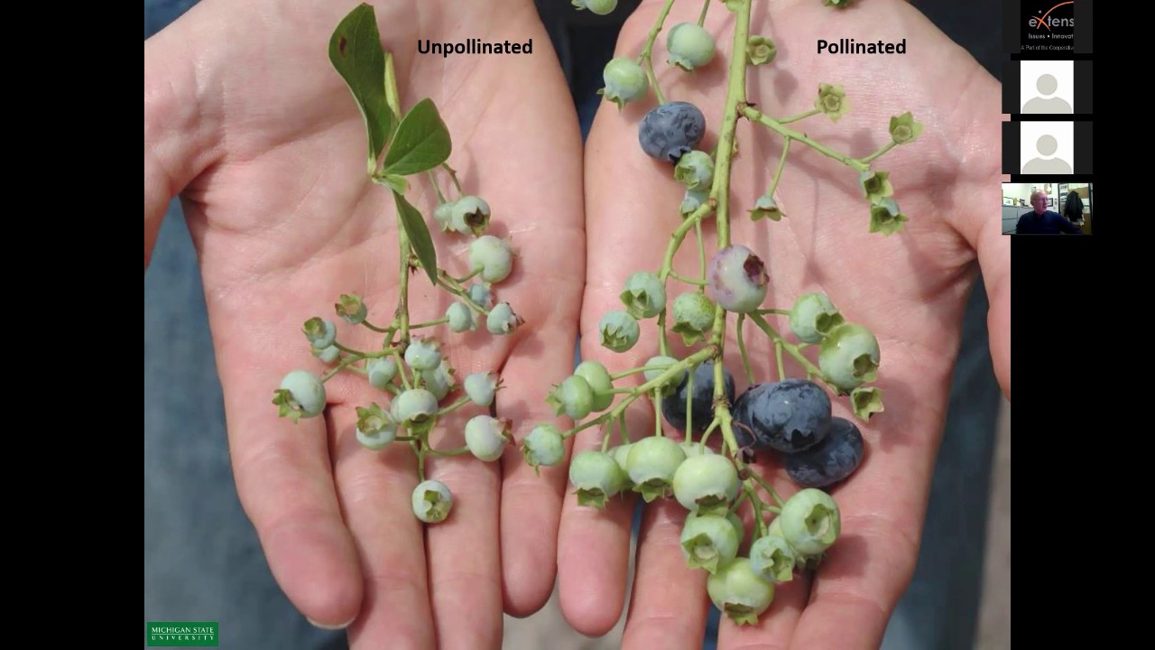 How to Pollinate Blueberry Bushes