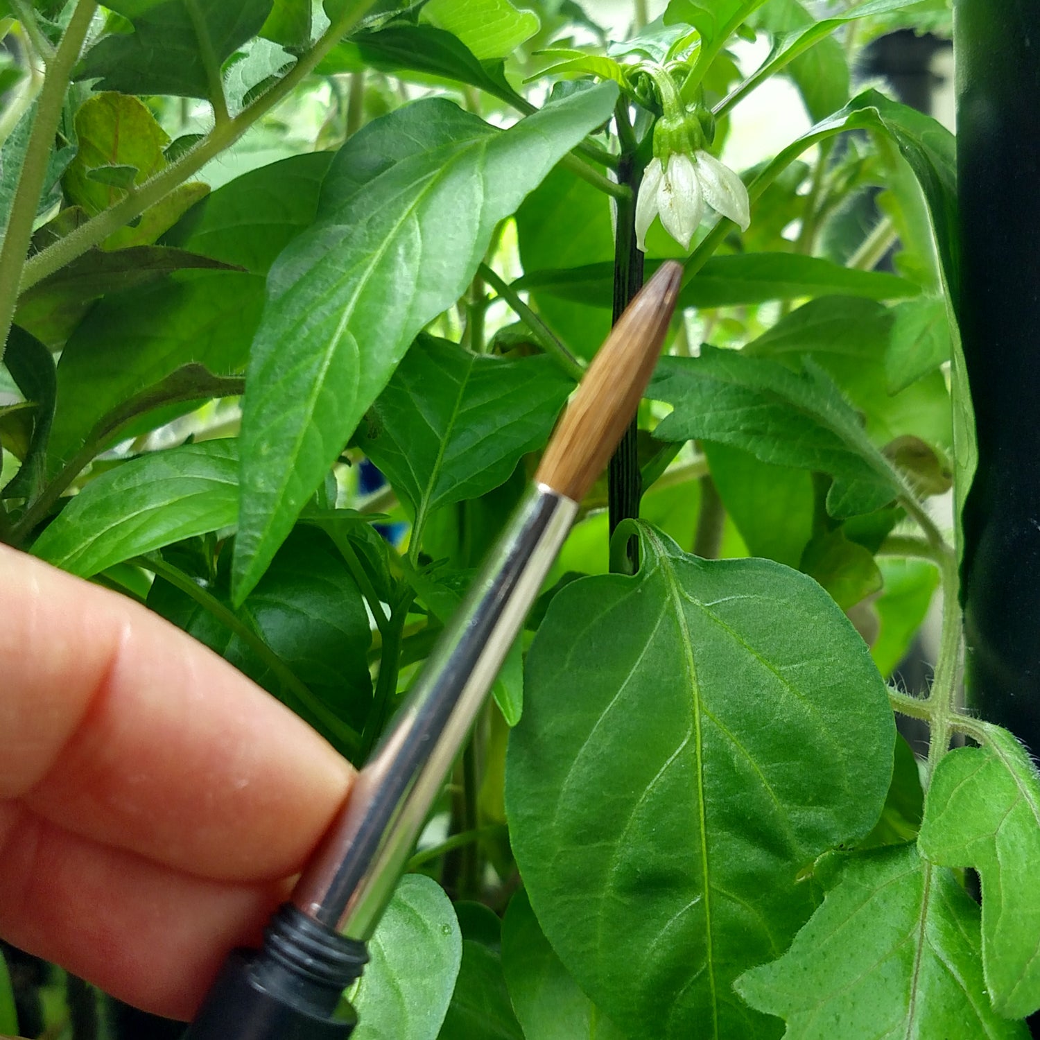 How to Pollinate Peppers