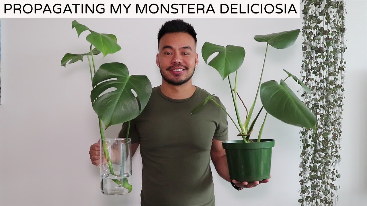 How to Pot Monstera Cuttings