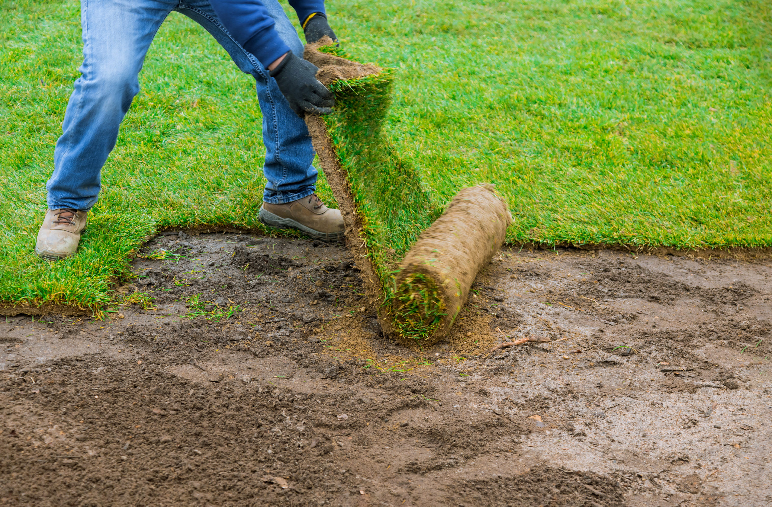 How to Prepare Soil for Zoysia Sod