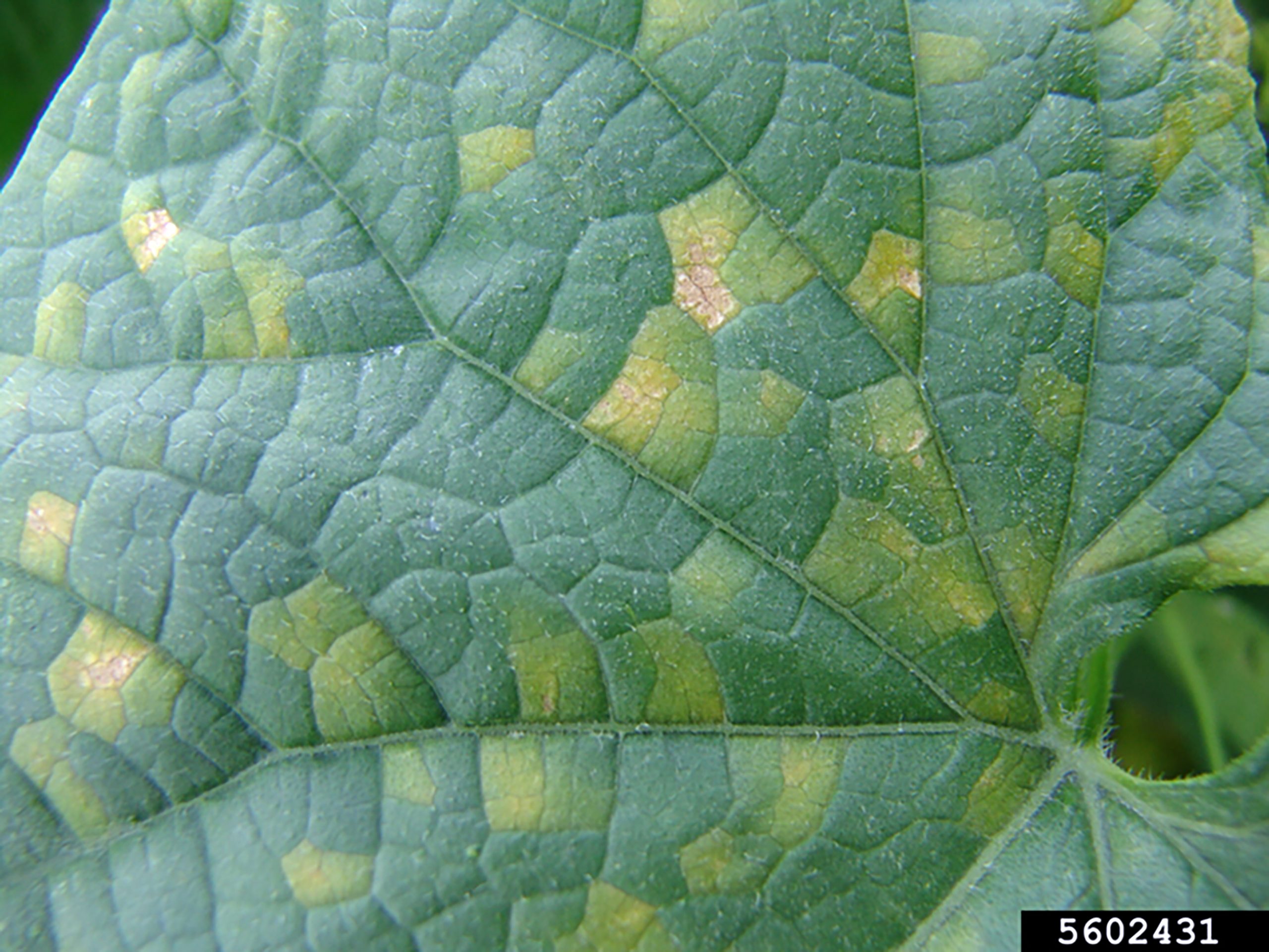 How to Prevent Powdery Mildew on Cucumbers