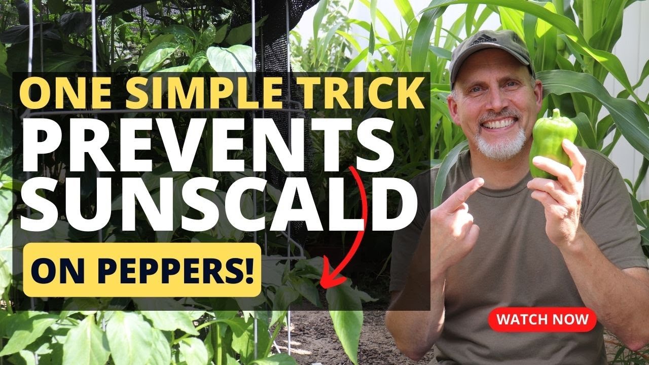 How to Prevent Sunscald on Peppers