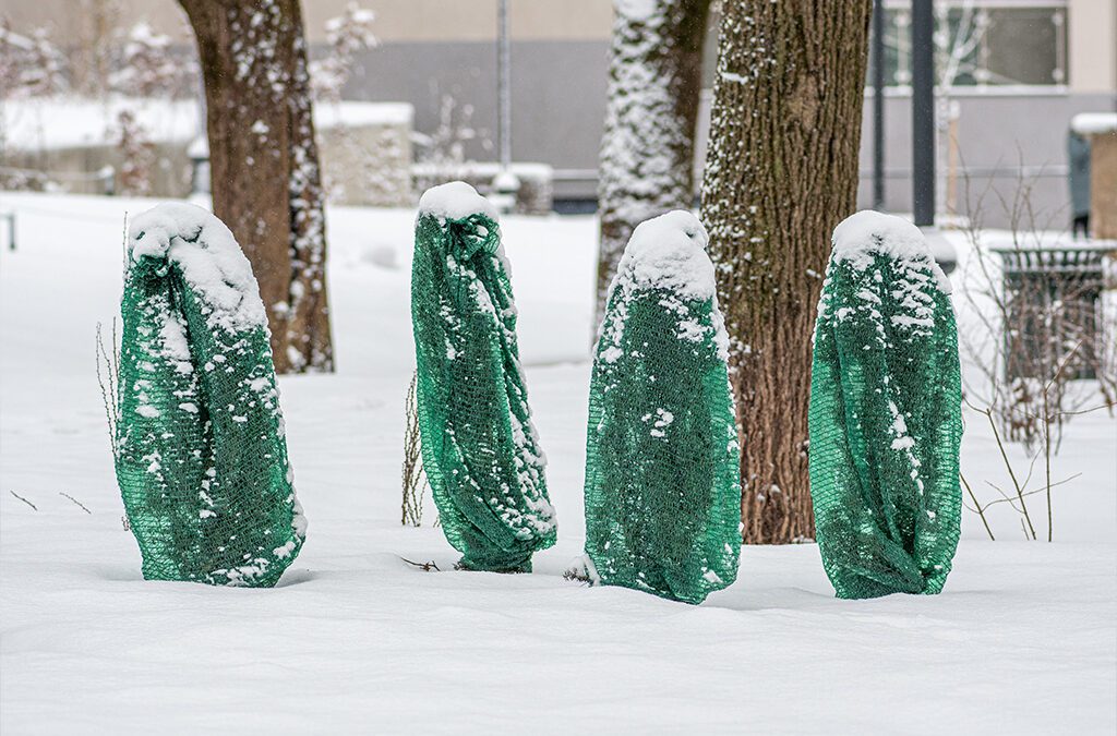 How to Protect Arborvitae from Heavy Snow