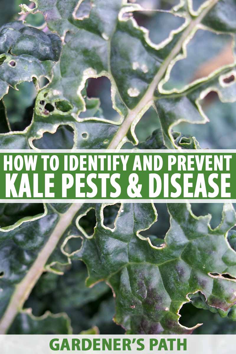 How to Protect Kale from Pests