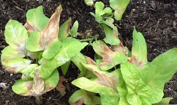 How to Protect Plants from Sunburn