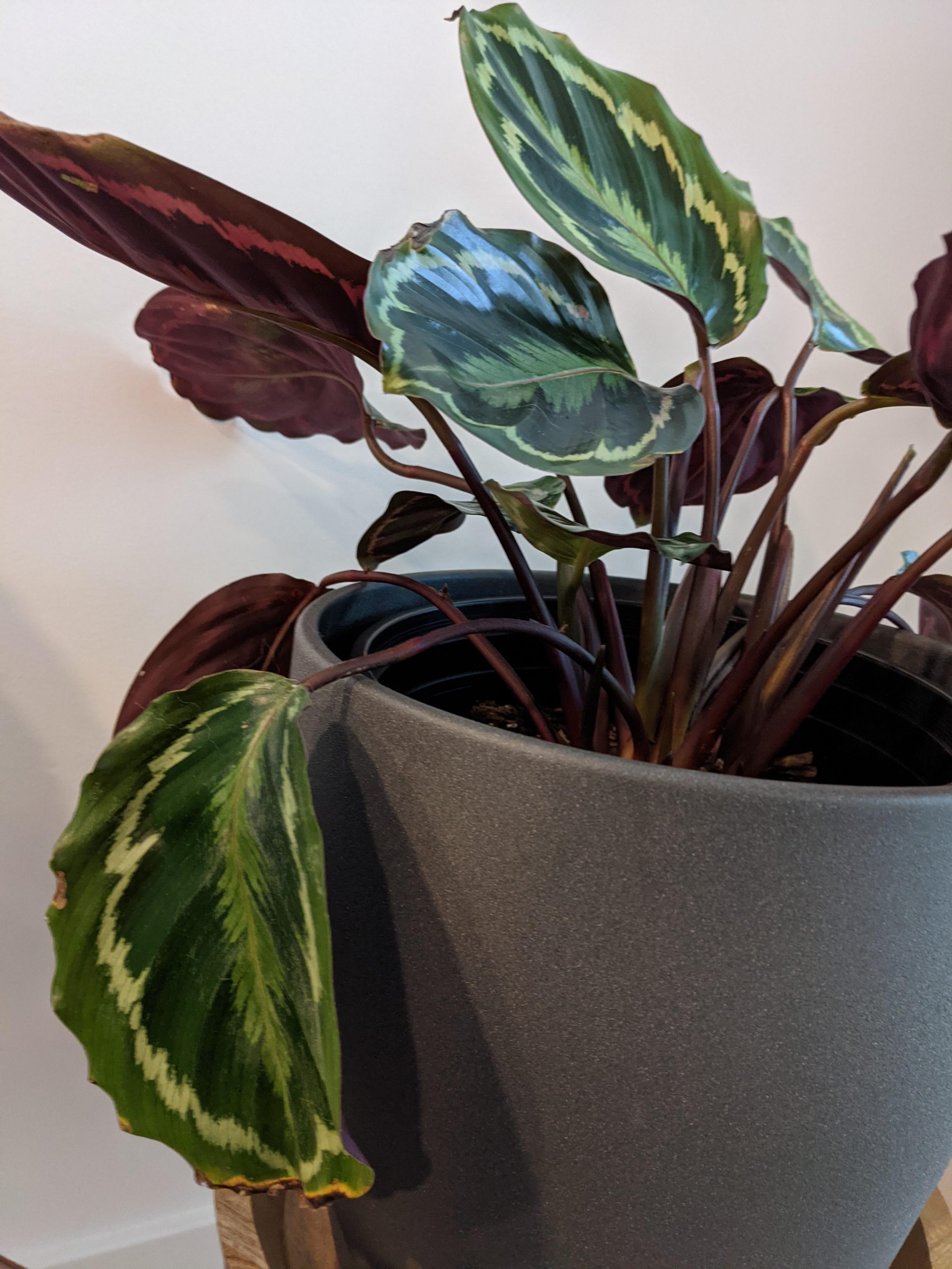 How to Prune a Calathea