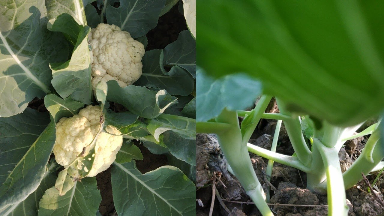 How to Prune a Cauliflower Plant