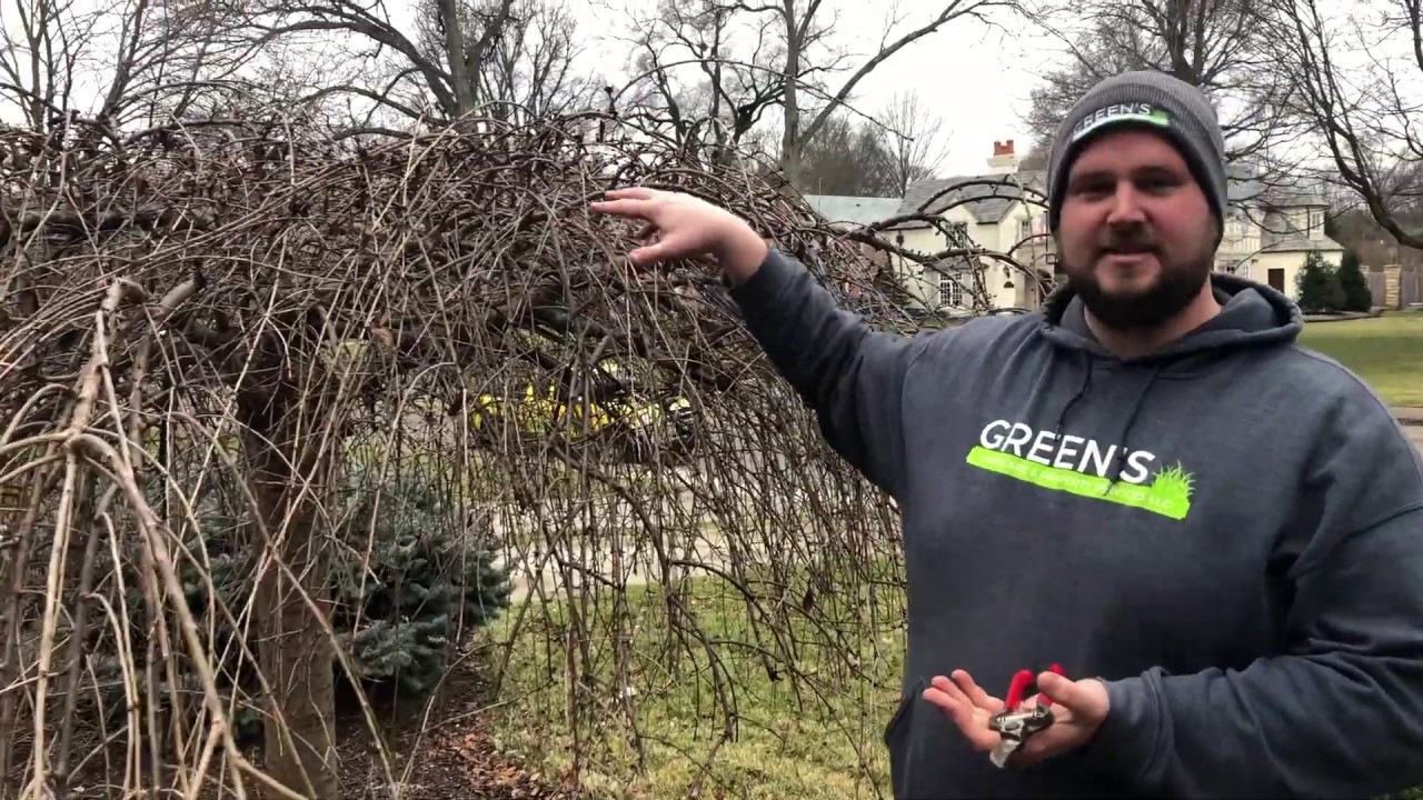 How to Prune a Weeping Cherry