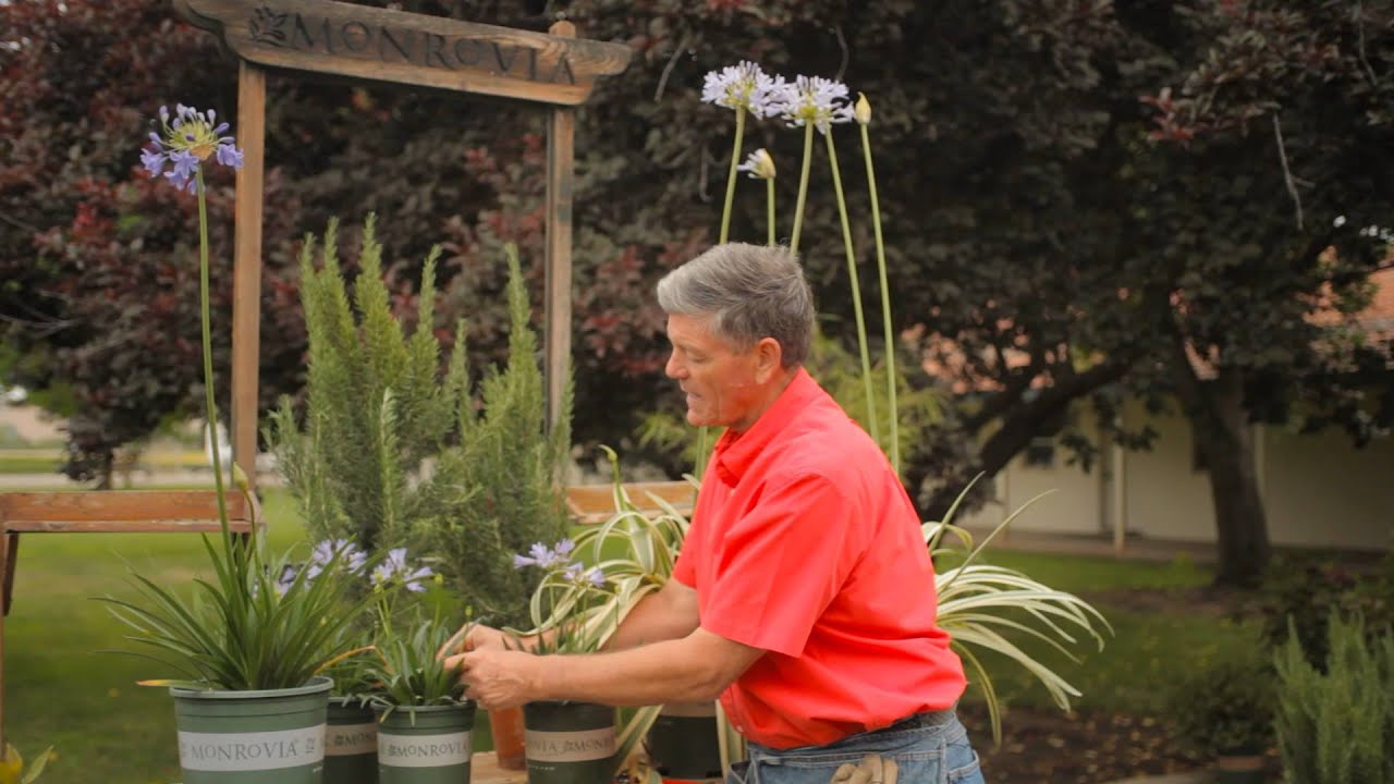 How to Prune Agapanthus