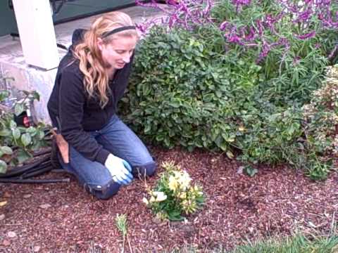 How to Prune Alstroemeria