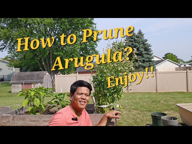 How to Prune Arugula in Your Garden