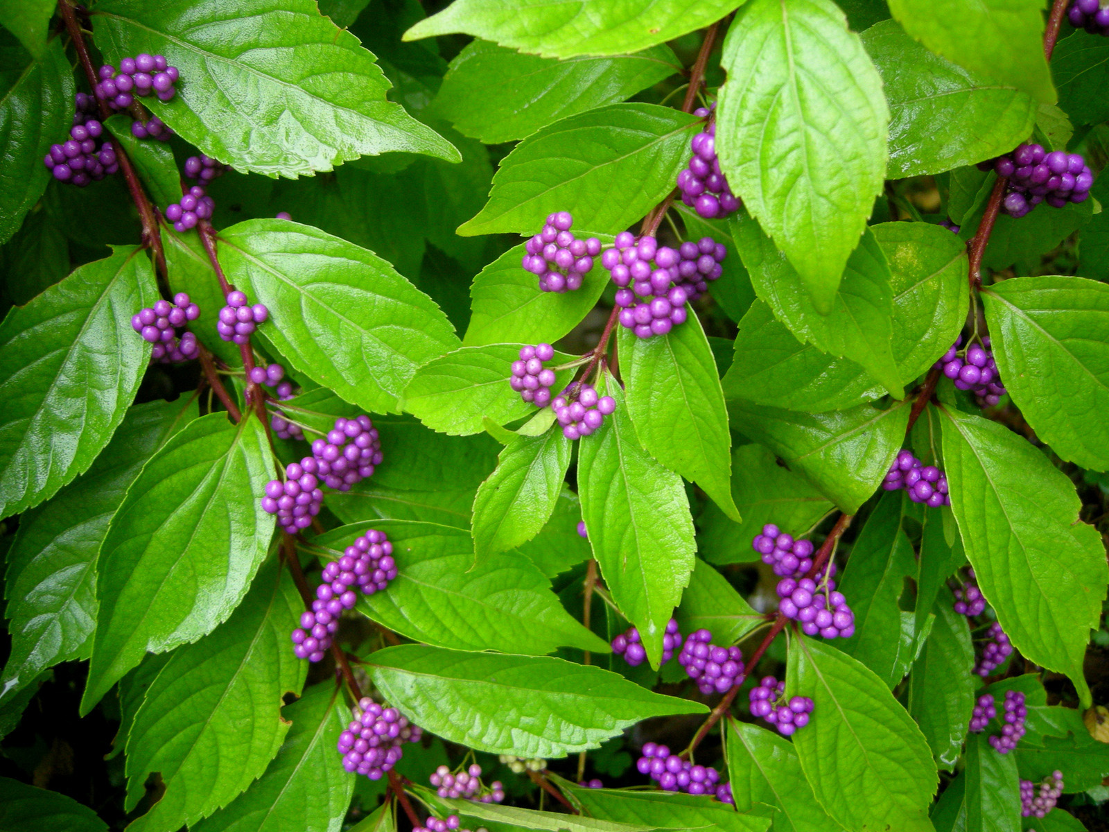 How to Prune Beautyberry