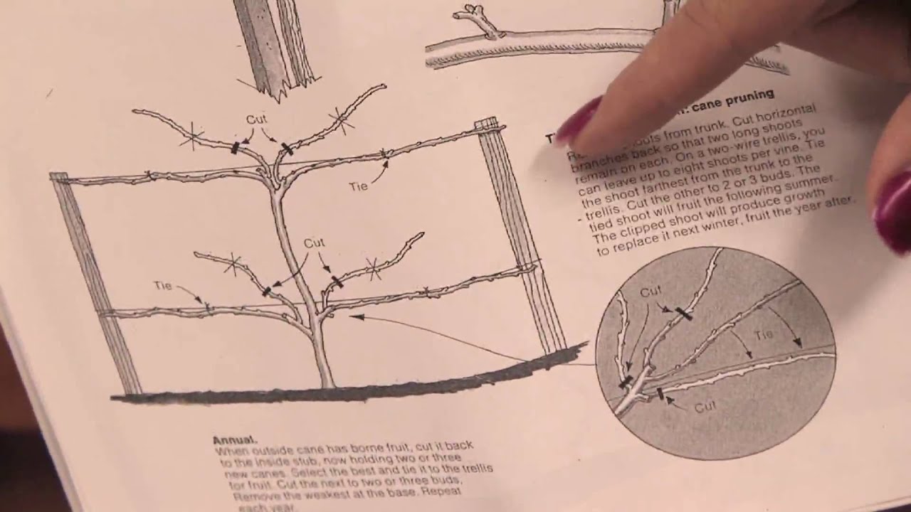 How to Prune Boysenberries