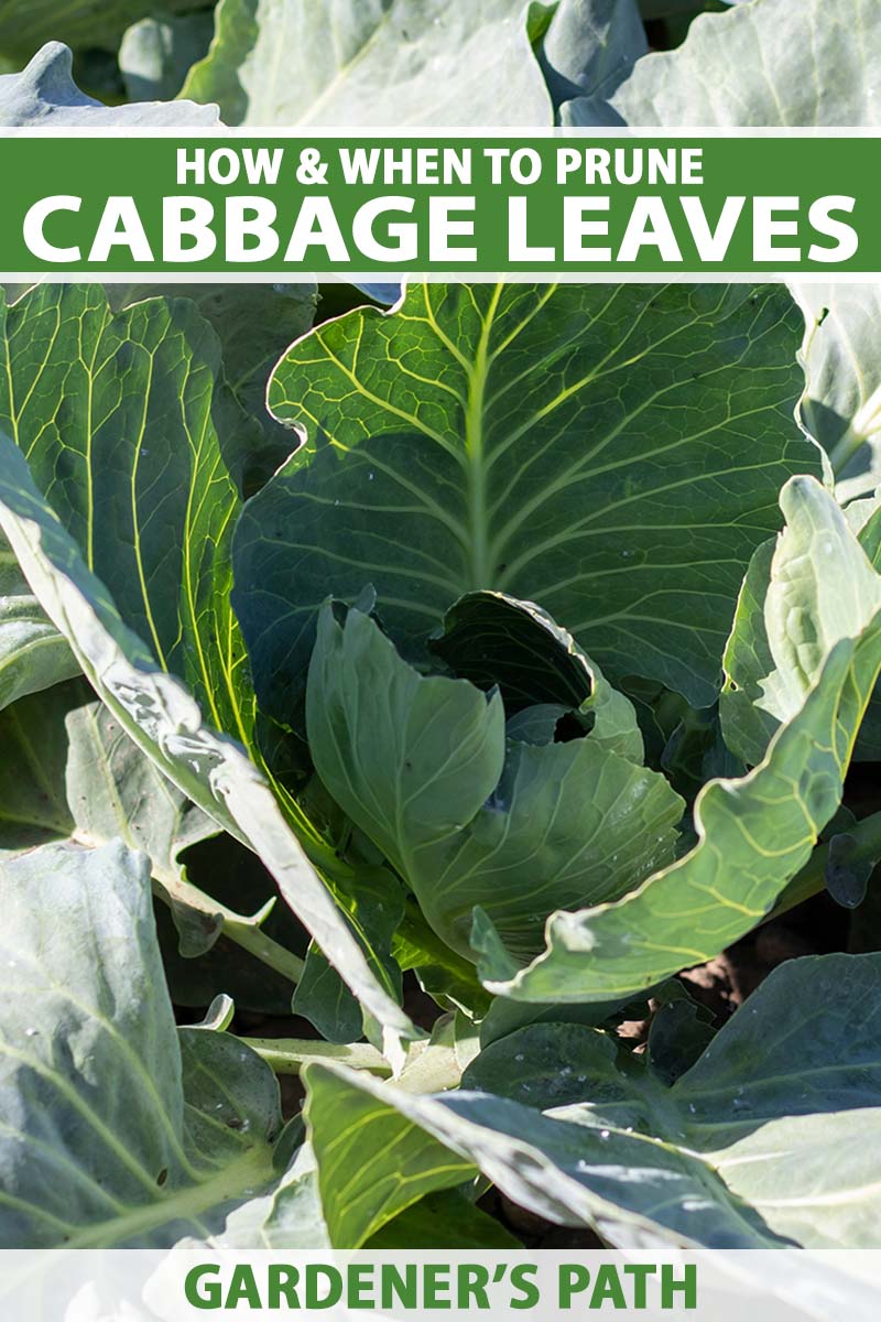 How to Prune Cabbage