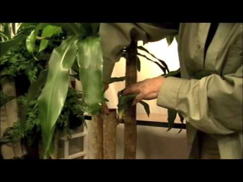 How to Prune Corn Plant