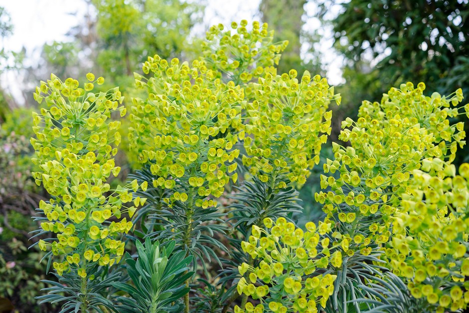 How to Prune Euphorbia