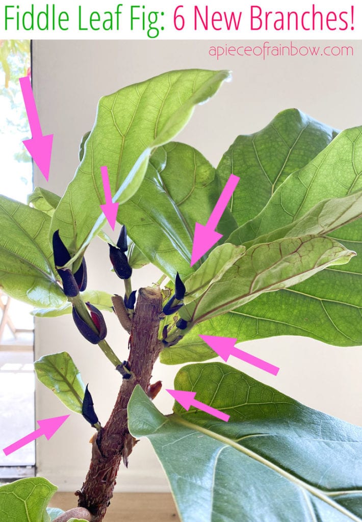 How to Prune Fiddle Leaf Fig to Branch 7 Easy Guides (2024)