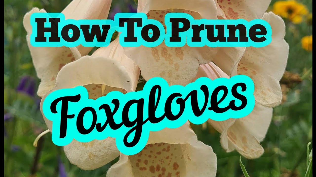 How to Prune Foxgloves