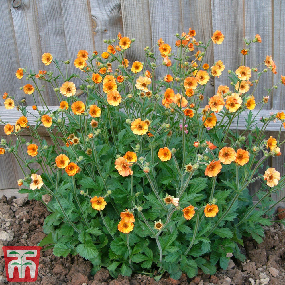 How to Prune Geum Totally Tangerine