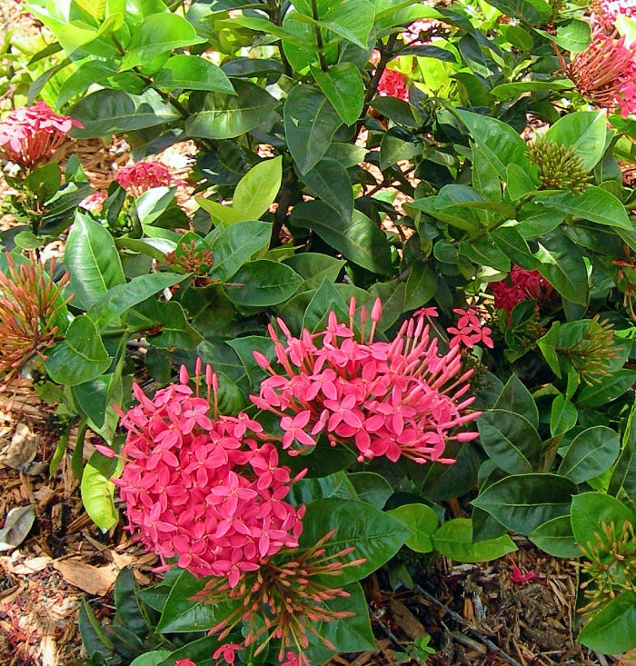 How to Prune Ixora Plants