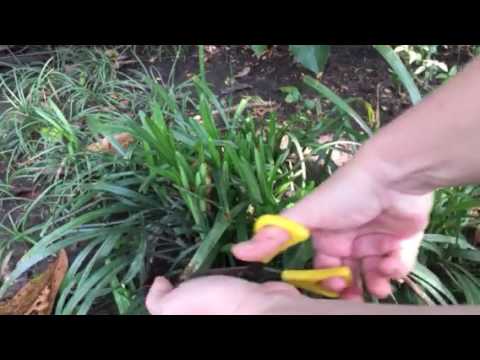 How to Prune Liriope