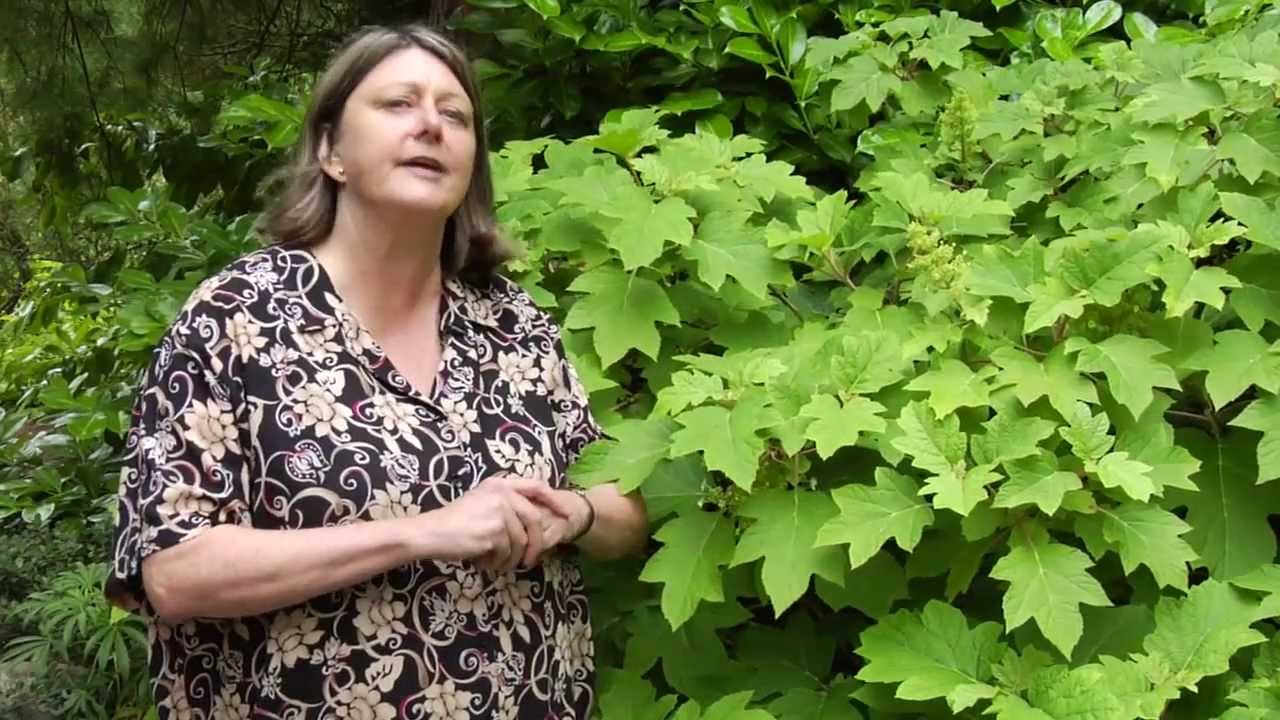 How to Prune Oak Leaf Hydrangea