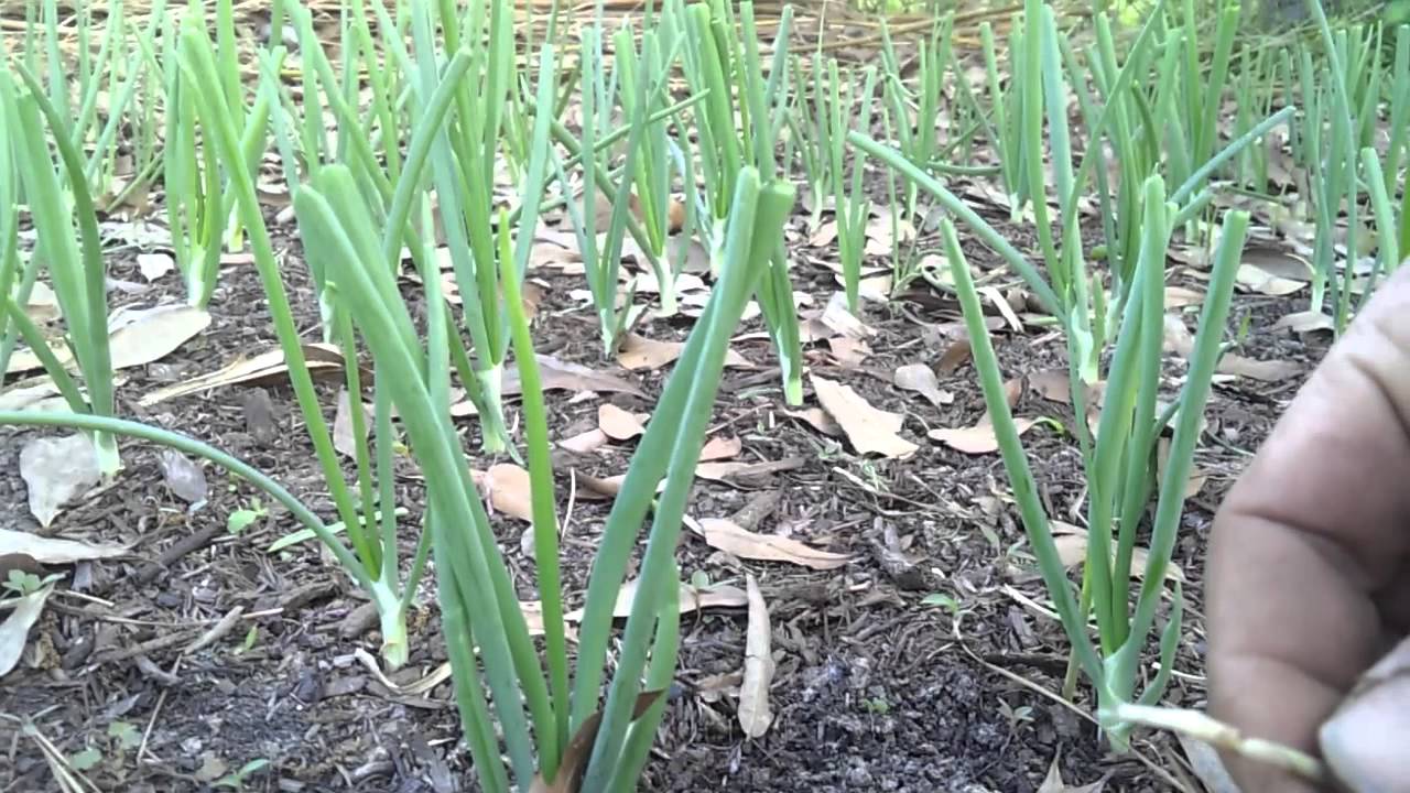 How to Prune Onions