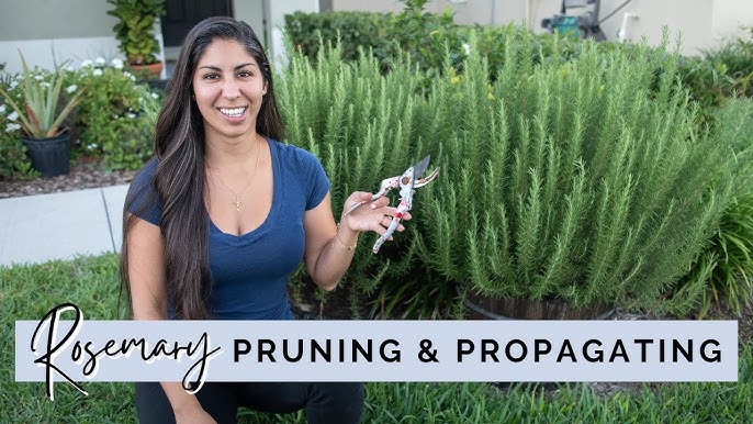 How to Prune Parsley to Promote Growth