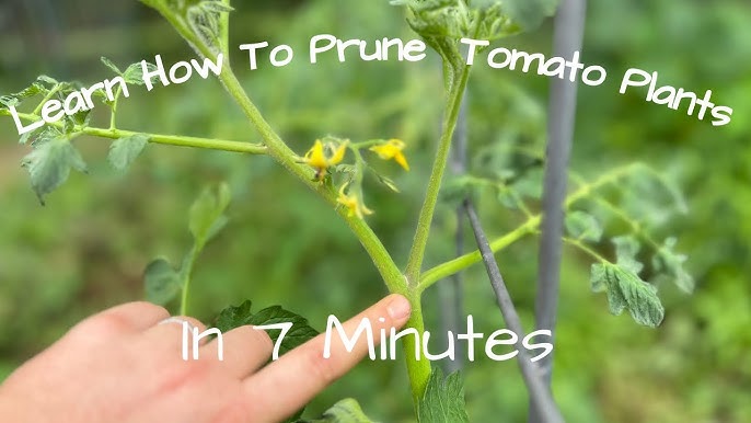 How to Prune Pickle Plant