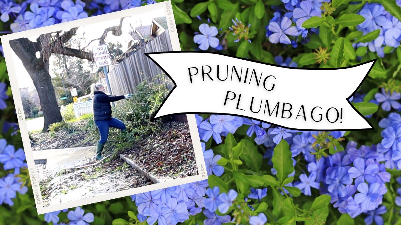 How to Prune Plumbago