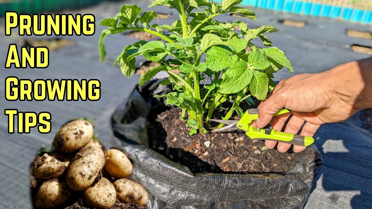 How to Prune Potato Plants