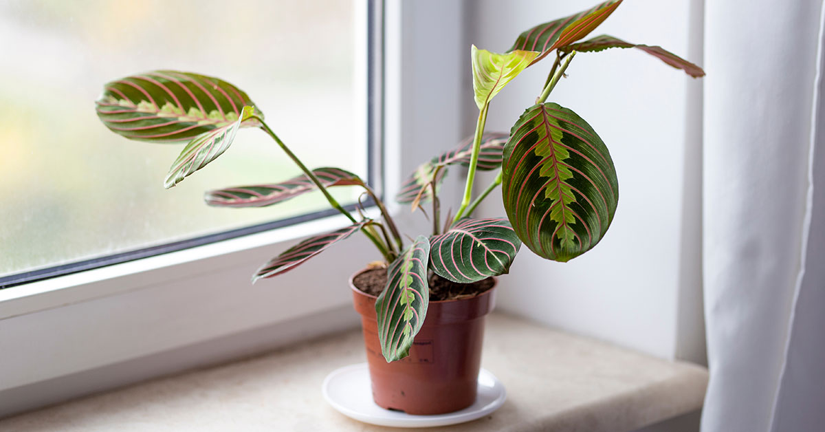 How to Prune Prayer Plant