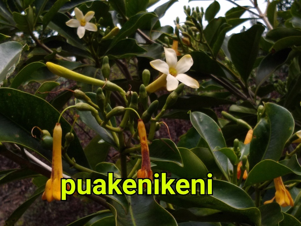 How to Prune Puakenikeni Tree