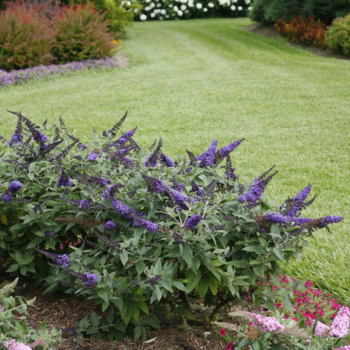 How to Prune Pugster Butterfly Bush