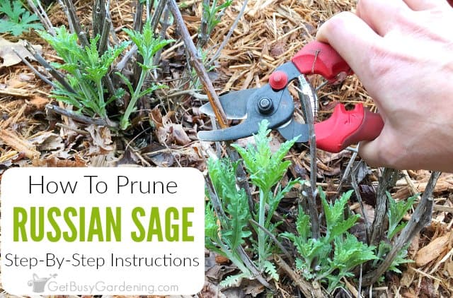 How to Prune Russian Sage in Spring