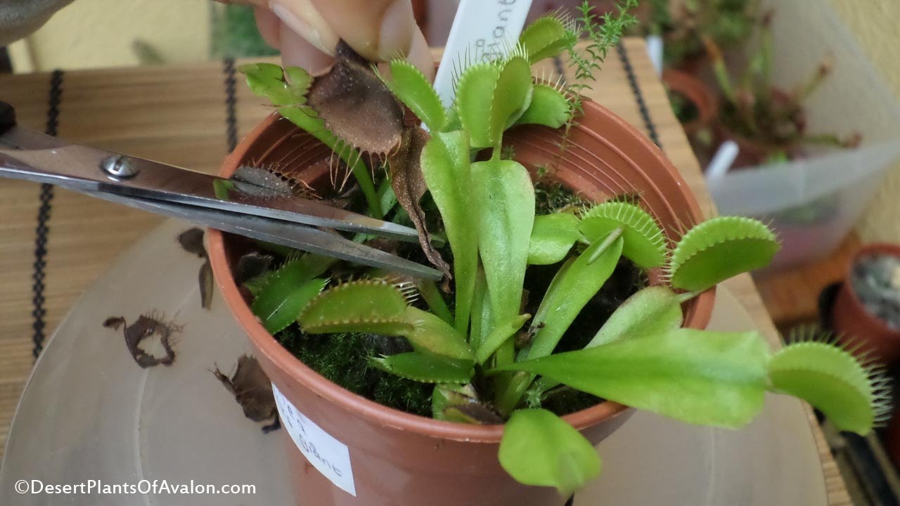 How to Prune Venus Fly Trap