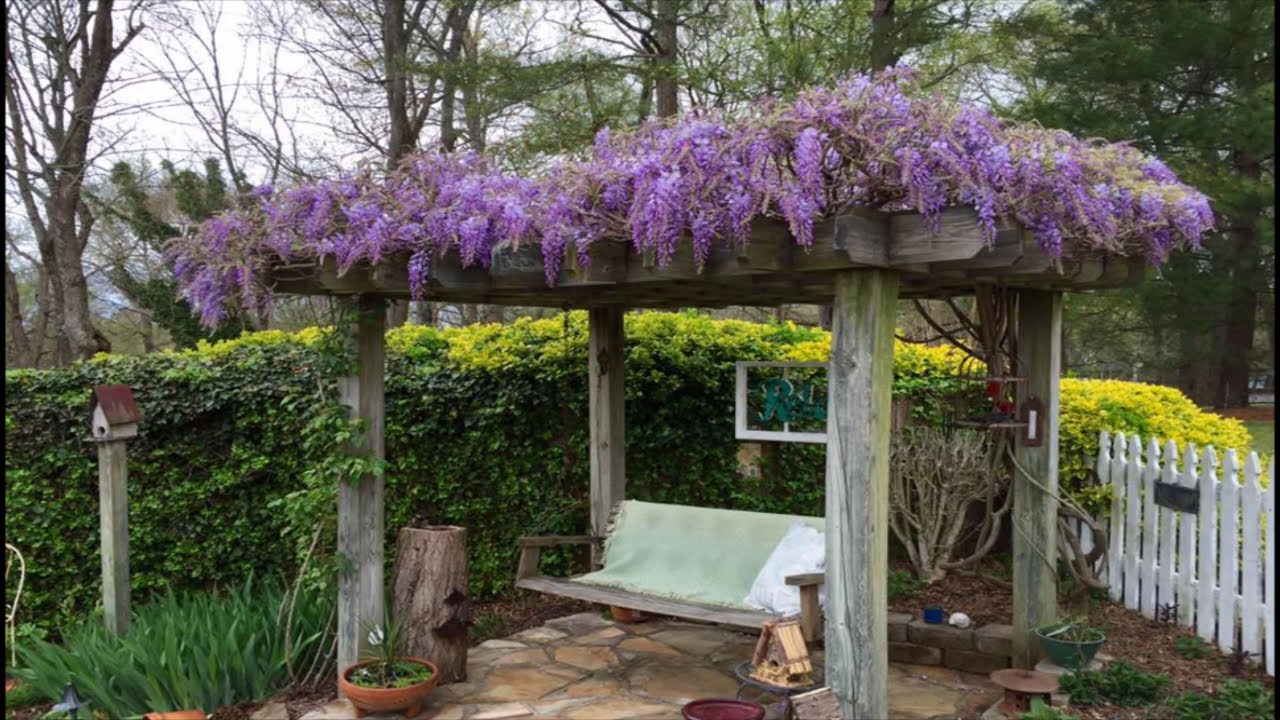 How to Prune Wisteria on Pergola