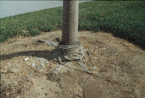 How to Remove a Tree Root Ball