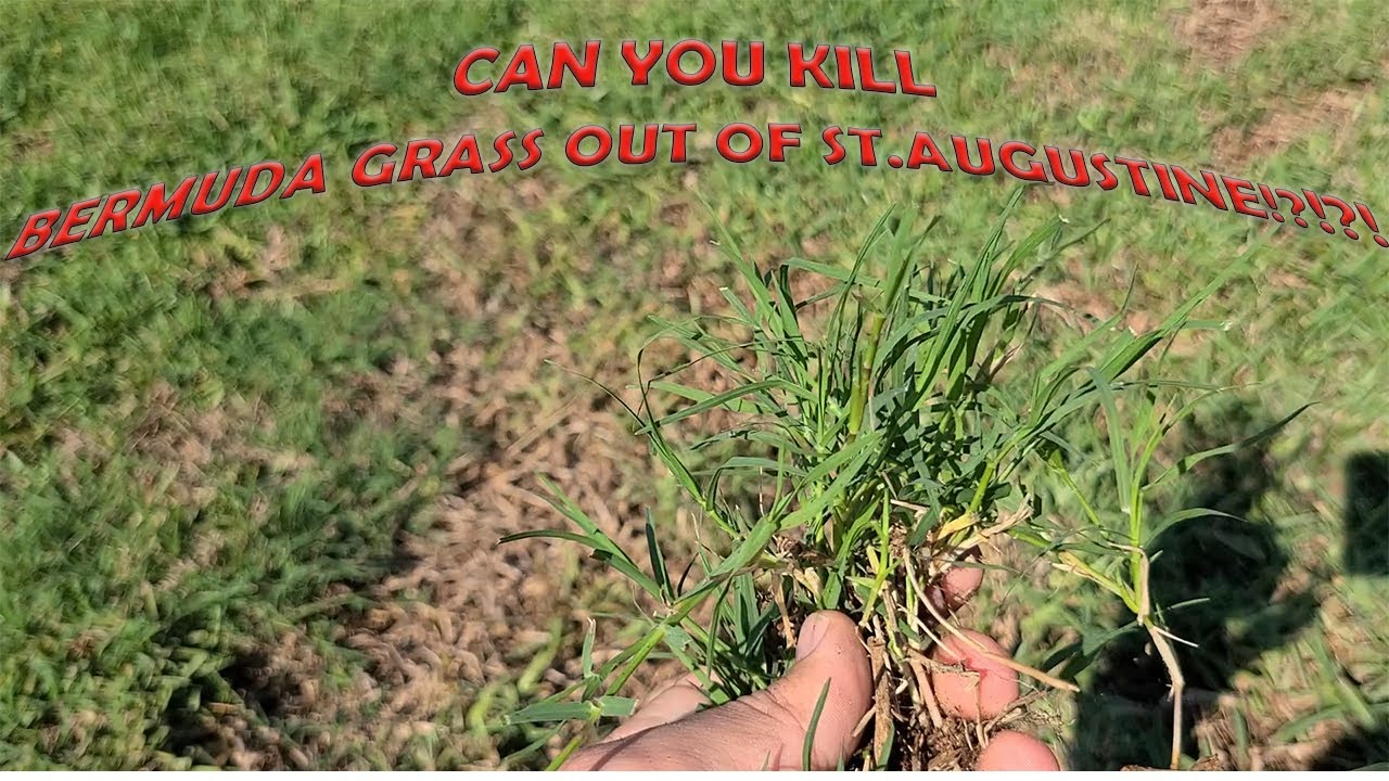 How to Remove Bermuda Grass from St Augustine