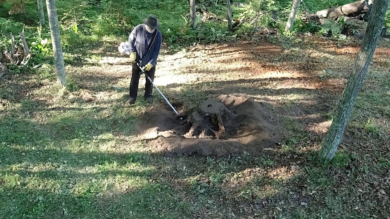 How to Remove Oak Tree Roots