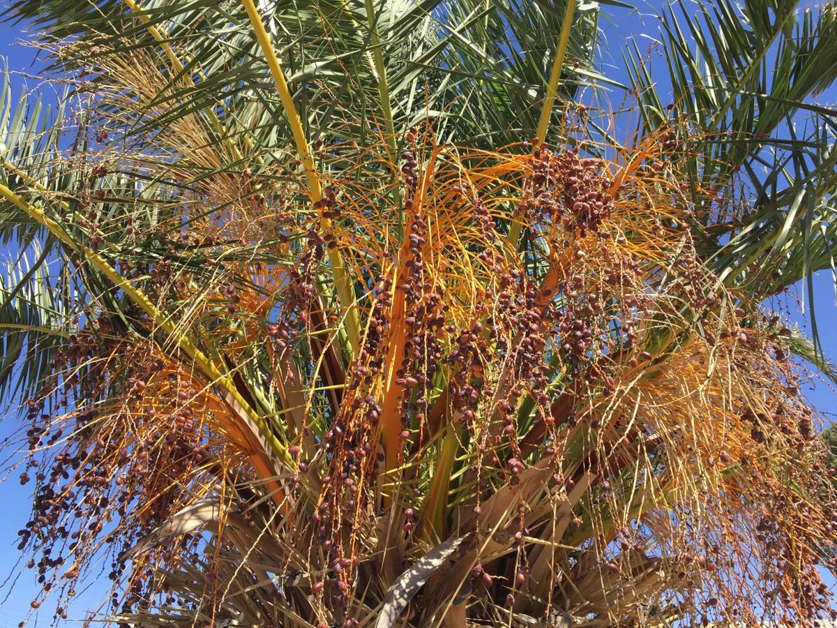 How to Remove Seed Pods from Palm Trees